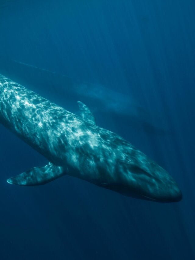 10 INTRESTING FACTS ABOUT WHALES