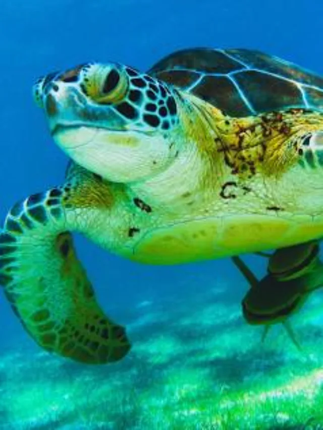 10 INTERESTING FACTS ABOUT TURTLES