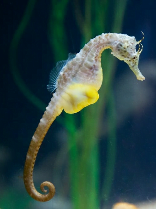 10 INTERSTING FACT ABOUT SEAHORSE