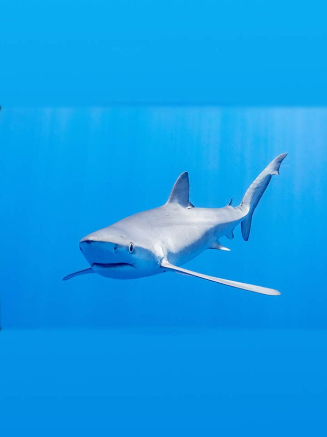 10 INTERESTING FACT ABOUT SHARKS