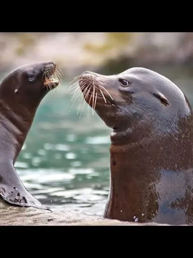 11 INTERESTING FACTS ABOUT SEALS