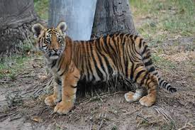 Tiger Cub Photos, Download The BEST Free Tiger Cub Stock Photos & HD Images