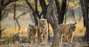 The best places to see tigers in India | Far and Wild Travel