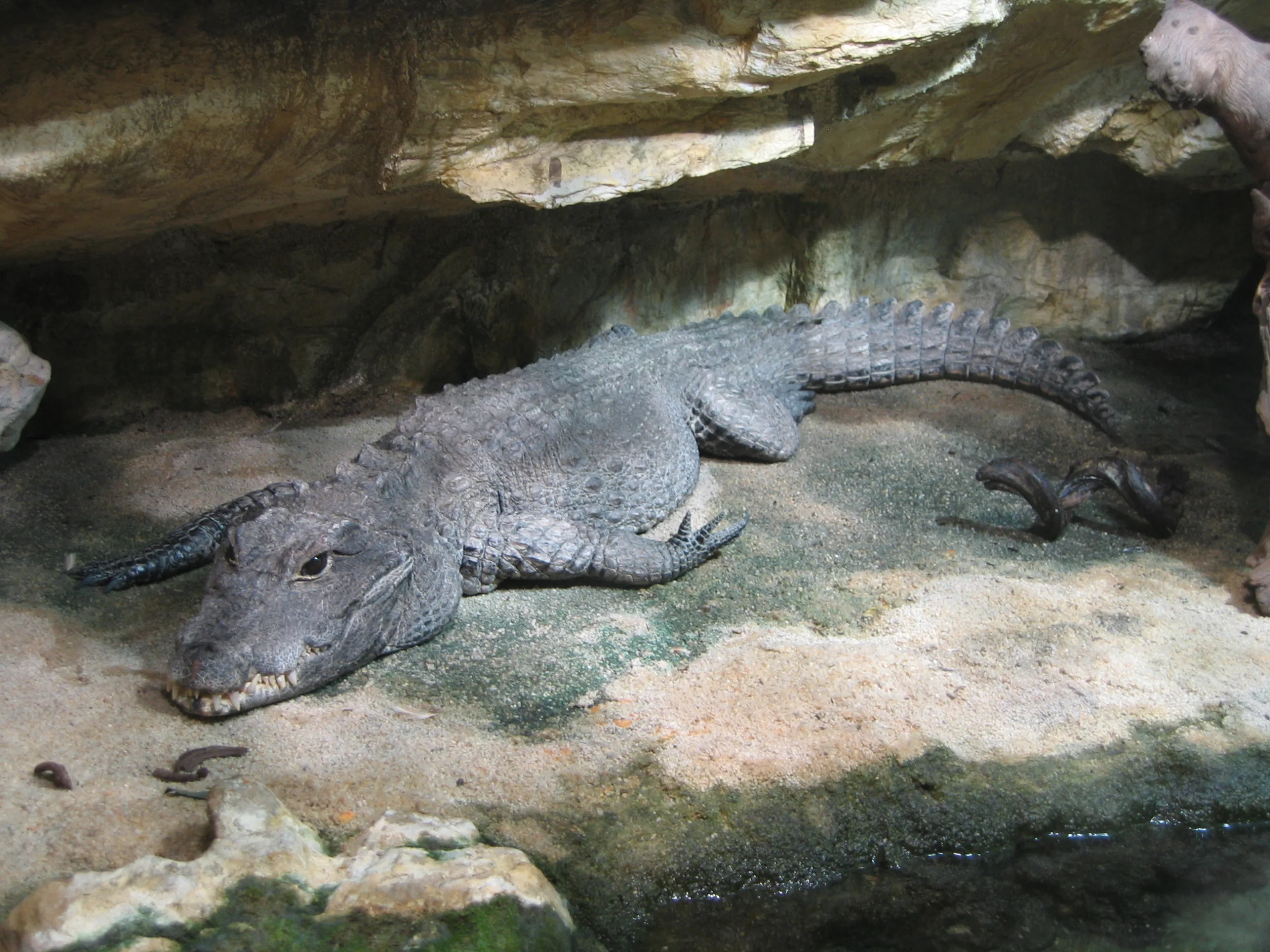 Dwarf crocodile - Wikipedia