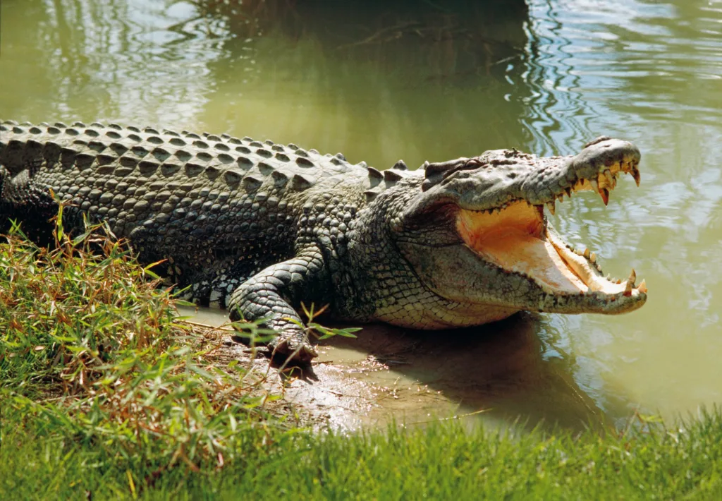Saltwater crocodile guide | Discover Wildlife