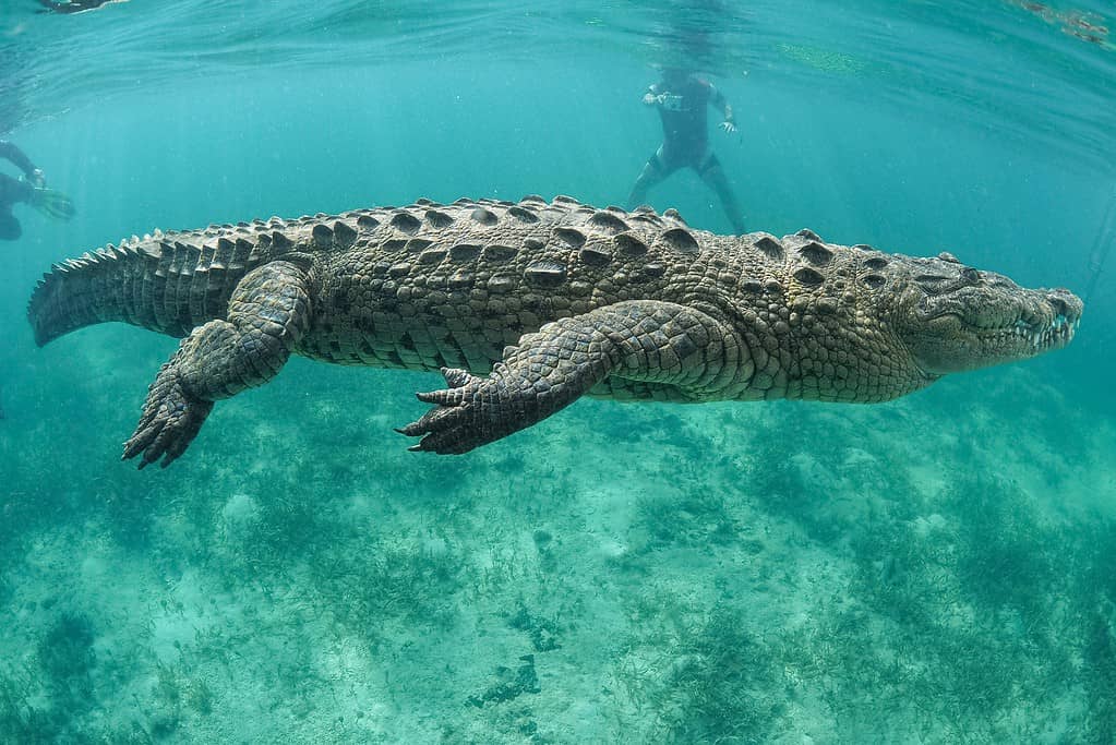 Discover How Fast Crocodiles Can Swim: Top Speeds and Interesting Facts! - AZ Animals